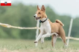 Lees meer over het artikel Basenji fokkers en pups in Thüringen