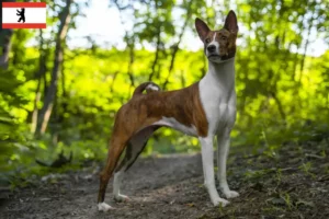 Lees meer over het artikel Basenji fokkers en pups in Berlijn