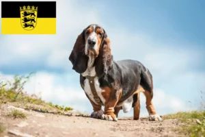 Lees meer over het artikel Basset Hound fokkers en pups in Baden-Württemberg