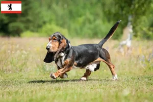 Lees meer over het artikel Basset Hound fokkers en pups in Berlijn