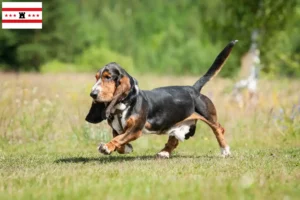 Lees meer over het artikel Basset Hound fokkers en pups in Drenthe