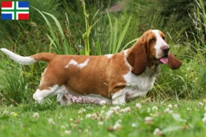 Lees meer over het artikel Basset Hound fokkers en pups in Groningen