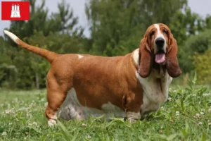 Lees meer over het artikel Basset Hound fokkers en pups in Hamburg