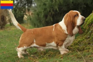 Lees meer over het artikel Basset Hound fokkers en pups in Noord-Holland