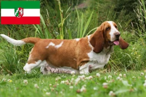 Lees meer over het artikel Basset Hound fokkers en pups in Noordrijn-Westfalen