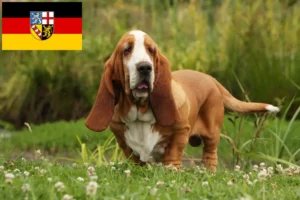 Lees meer over het artikel Basset Hound fokkers en pups in Saarland