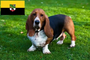 Lees meer over het artikel Basset Hound fokkers en pups in Saksen-Anhalt