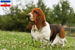 Lees meer over het artikel Basset Hound fokkers en pups in Sleeswijk-Holstein