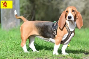 Lees meer over het artikel Basset Hound fokkers en pups in Zuid-Holland