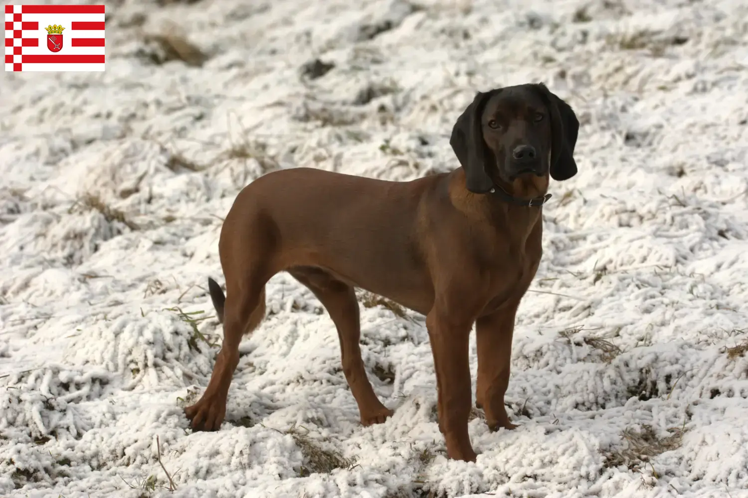 Lees meer over het artikel Bavarian Mountain Hound fokker en puppies in Bremen