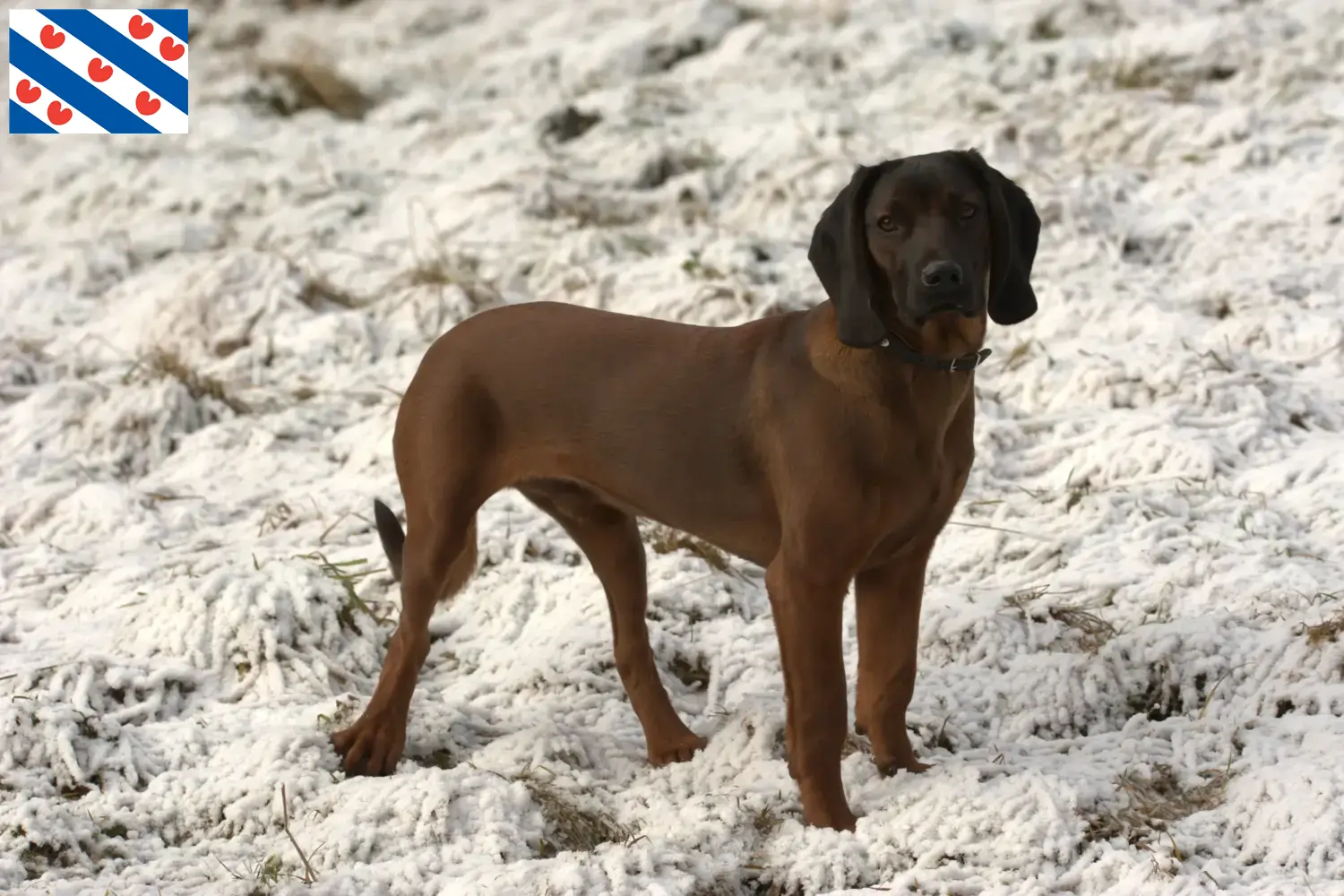 Lees meer over het artikel Bavarian Mountain Hound fokker en pups in Friesland