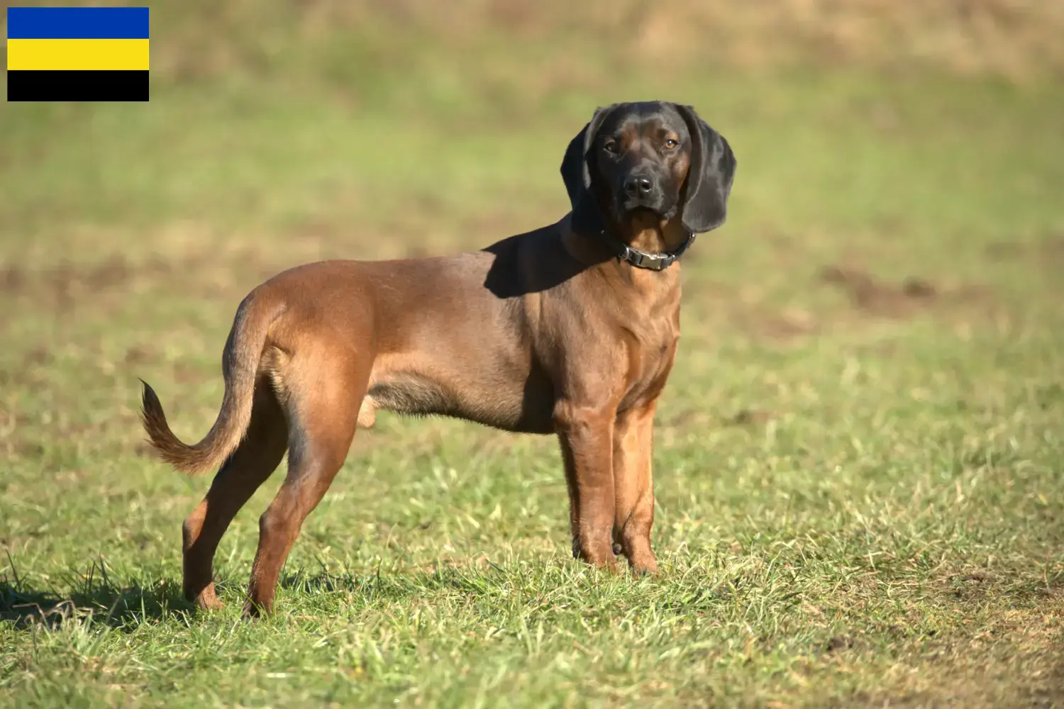 Lees meer over het artikel Beierse Sennenhonden fokkers en pups in Gelderland