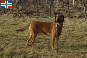 Lees meer over het artikel Bavarian Mountain Hound fokker en pups in Groningen