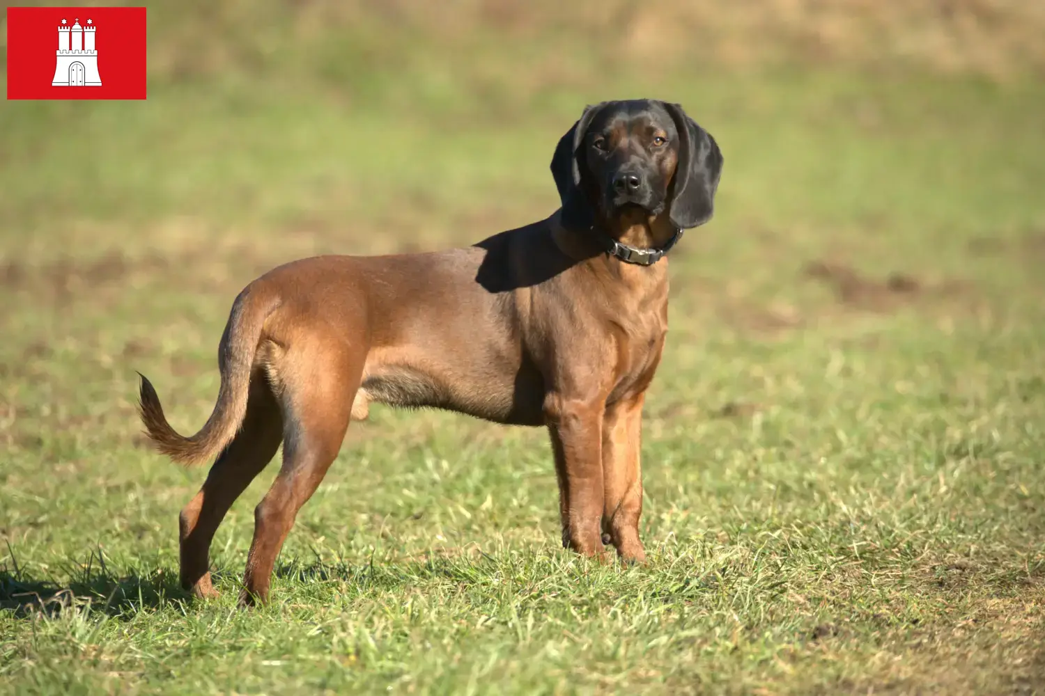 Lees meer over het artikel Bavarian Mountain Hound fokker en puppies in Hamburg