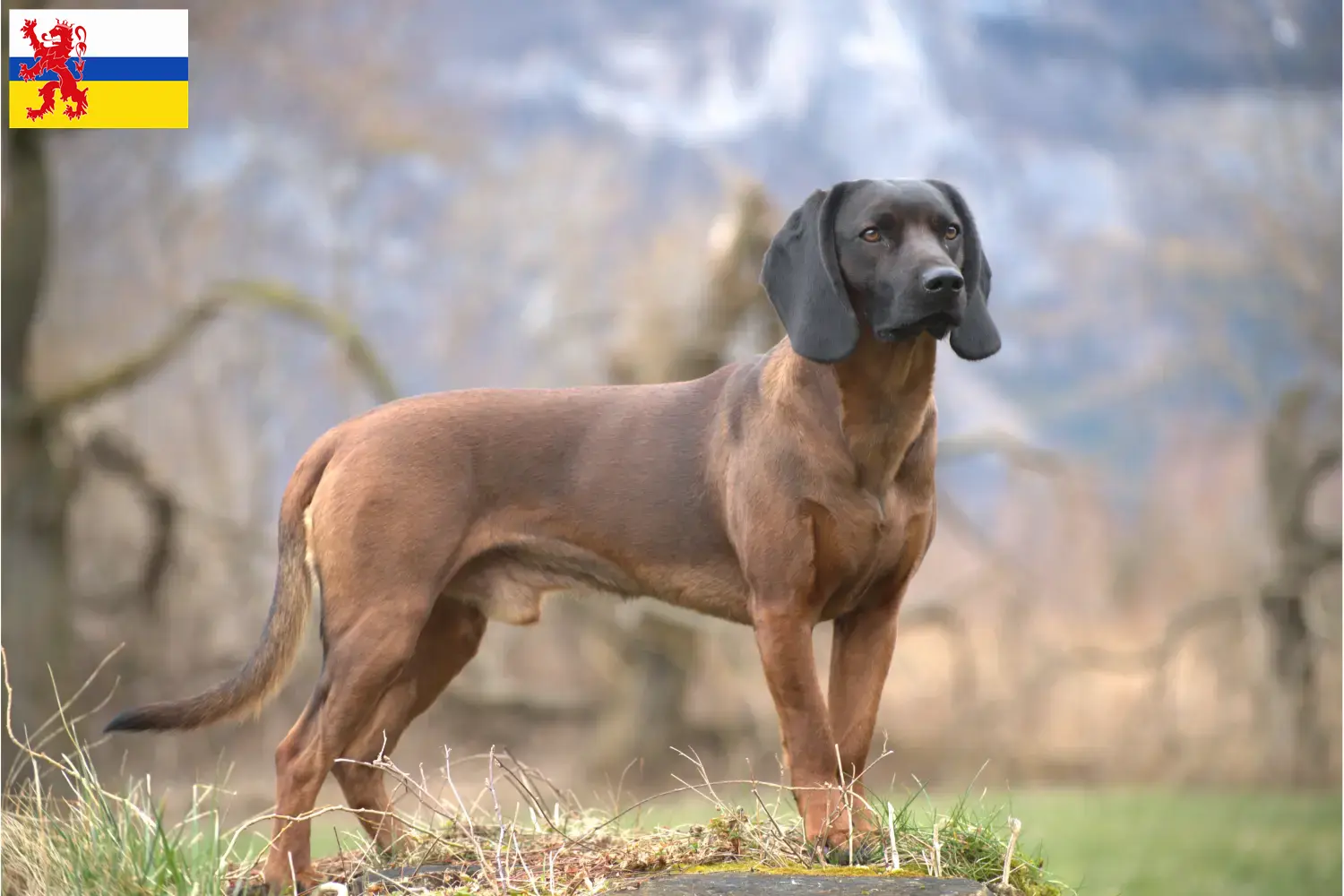 Lees meer over het artikel Bavarian Mountain Hound fokker en pups in Limburg