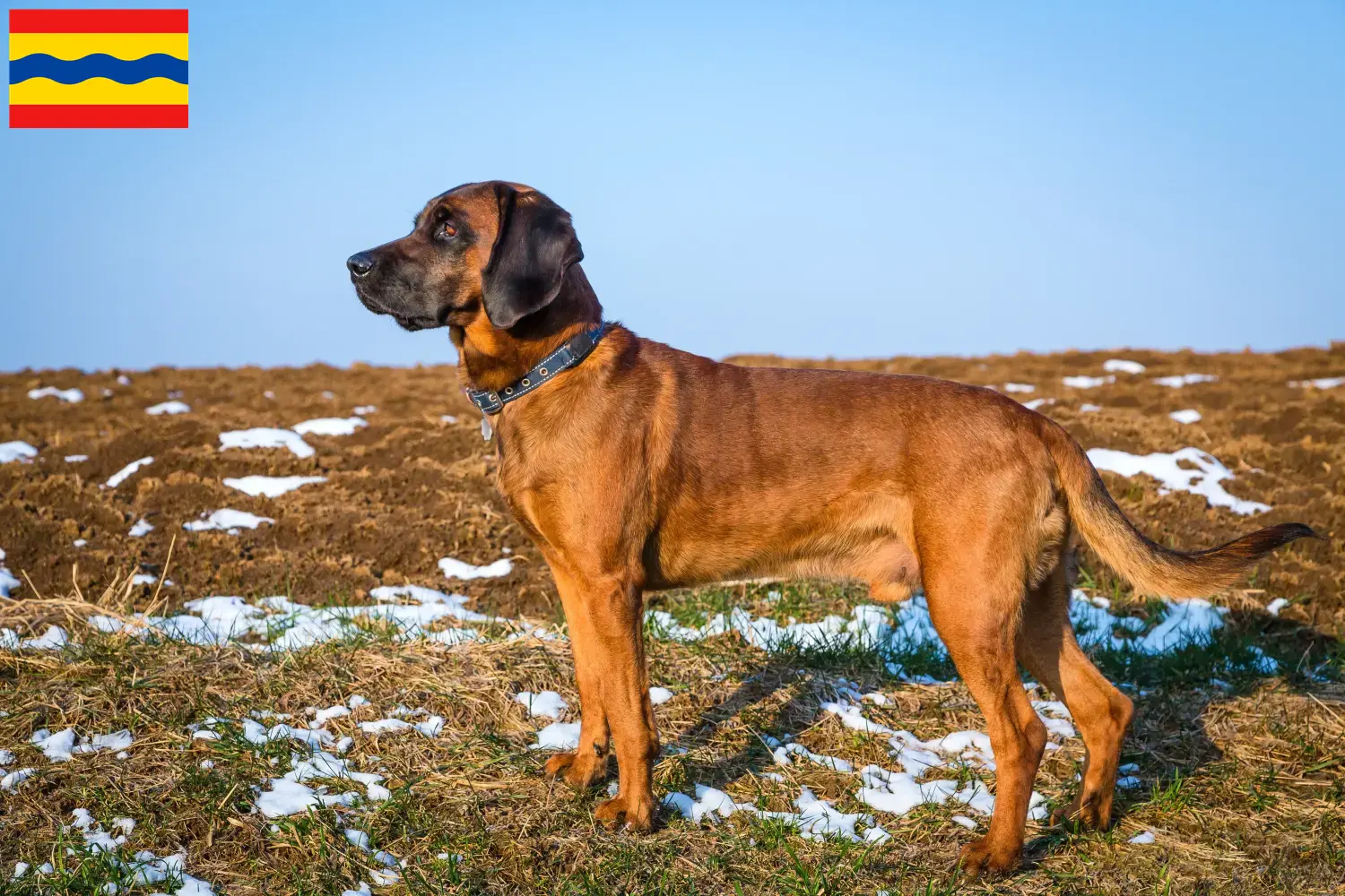 Lees meer over het artikel Beierse windhond fokkers en pups in Overijssel