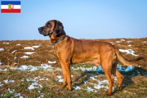 Lees meer over het artikel Bavarian Mountain Hound fokkers en pups in Sleeswijk-Holstein