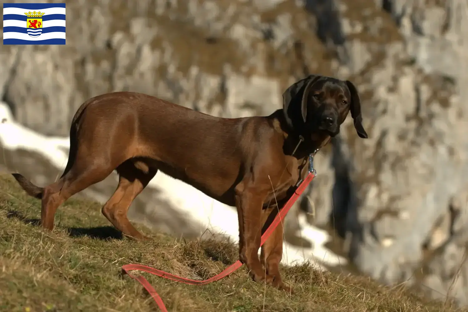 Lees meer over het artikel Bavarian Mountain Hound fokkers en pups in Zeeland