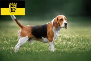 Lees meer over het artikel Beagle fokkers en pups in Baden-Württemberg