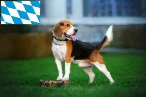 Lees meer over het artikel Beagle fokkers en puppies in Beieren