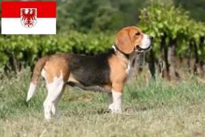 Lees meer over het artikel Beagle fokkers en pups in Brandenburg