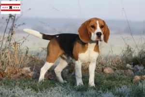 Lees meer over het artikel Beagle fokkers en pups in Drenthe