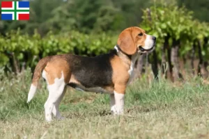 Lees meer over het artikel Beagle fokkers en pups in Groningen