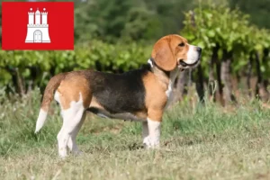 Lees meer over het artikel Beagle fokkers en pups in Hamburg