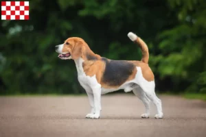 Lees meer over het artikel Beagle fokkers en pups in Noord-Brabant