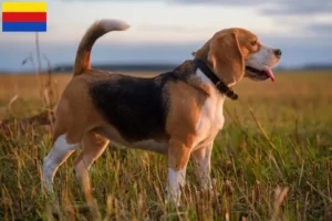 Lees meer over het artikel Beagle fokkers en pups in Noord-Holland