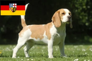 Lees meer over het artikel Beagle fokkers en pups in Saarland