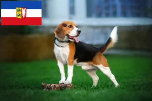 Lees meer over het artikel Beagle fokkers en pups in Sleeswijk-Holstein