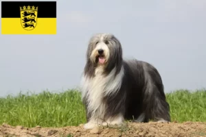 Lees meer over het artikel Baard Collie fokkers en pups in Baden-Württemberg