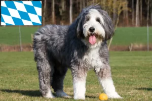 Lees meer over het artikel Bearded Collie fokkers en pups in Beieren