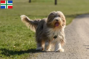 Lees meer over het artikel Baard Collie fokkers en pups in Groningen