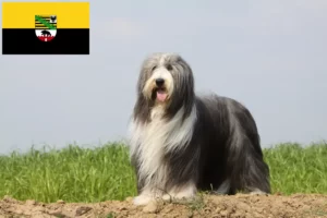 Lees meer over het artikel Baard Collie fokkers en pups in Saksen-Anhalt