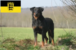 Lees meer over het artikel Beauceron fokkers en pups in Baden-Württemberg