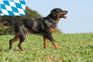 Lees meer over het artikel Beauceron fokkers en pups in Beieren