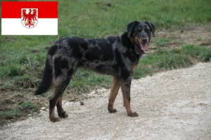 Lees meer over het artikel Beauceron fokkers en pups in Brandenburg