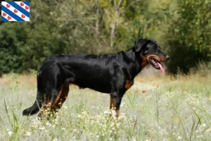 Lees meer over het artikel Beauceron fokkers en pups in Friesland