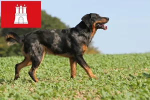 Lees meer over het artikel Beauceron fokkers en pups in Hamburg