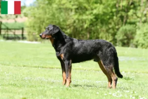 Lees meer over het artikel Beauceron fokkers en pups in Italië