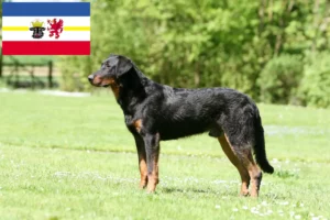 Lees meer over het artikel Beauceron fokkers en pups in Mecklenburg-Vorpommern