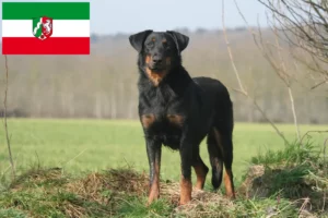 Lees meer over het artikel Beauceron fokkers en pups in Noordrijn-Westfalen