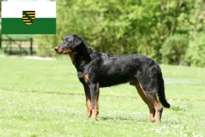 Lees meer over het artikel Beauceron fokkers en pups in Saksen