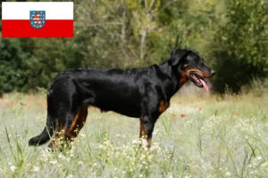 Lees meer over het artikel Beauceron fokkers en pups in Thüringen