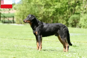 Lees meer over het artikel Beauceron fokkers en pups in Utrecht