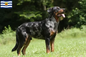 Lees meer over het artikel Beauceron fokkers en pups in Zeeland