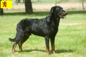 Lees meer over het artikel Beauceron fokkers en pups in Zuid-Holland