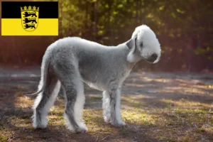 Lees meer over het artikel Bedlington Terrier fokkers en pups in Baden-Württemberg